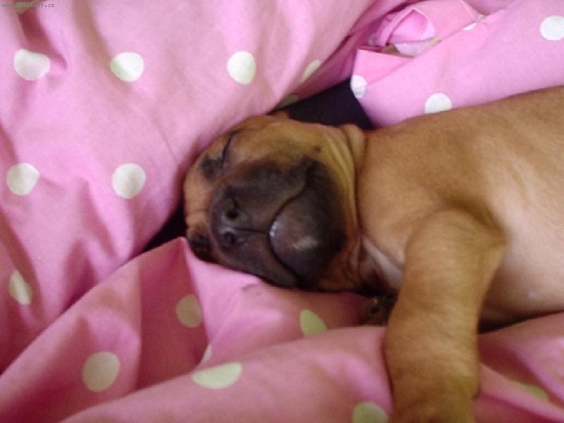 Foto: Denny 3-spink� jako v r��ov�m nebi.. :)