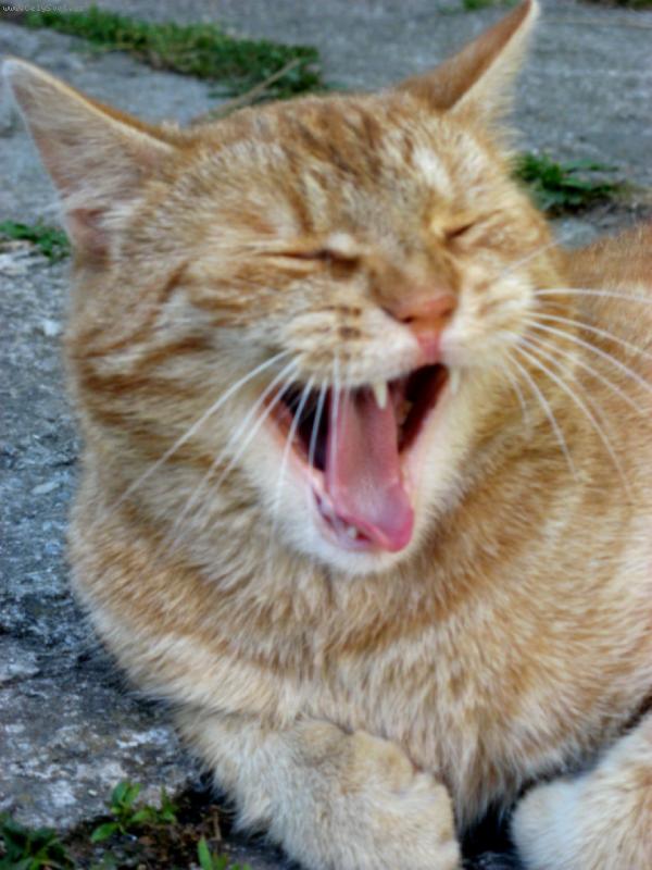 Foto: Rudy-J� bych spal.