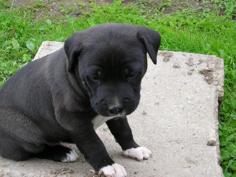 Foto: pes-Na�e z osmi �t�n�tek