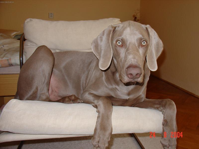 Foto: Bart na kresle