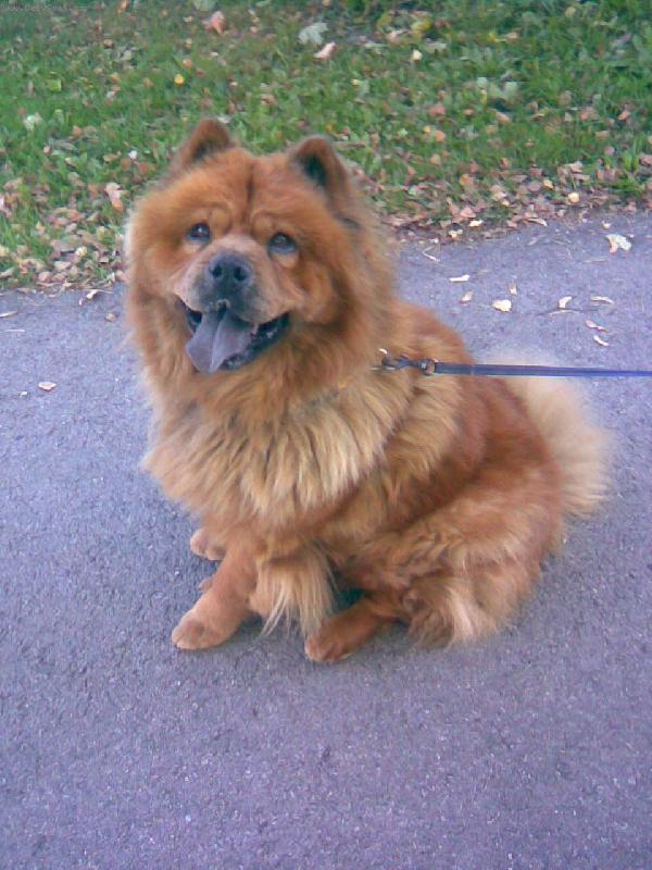 Foto: Evunka Bobunka (�au �au)-N� medv�dek