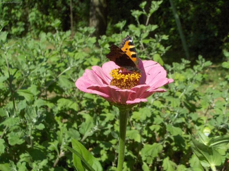 Foto: Flower-Jarni kytka
