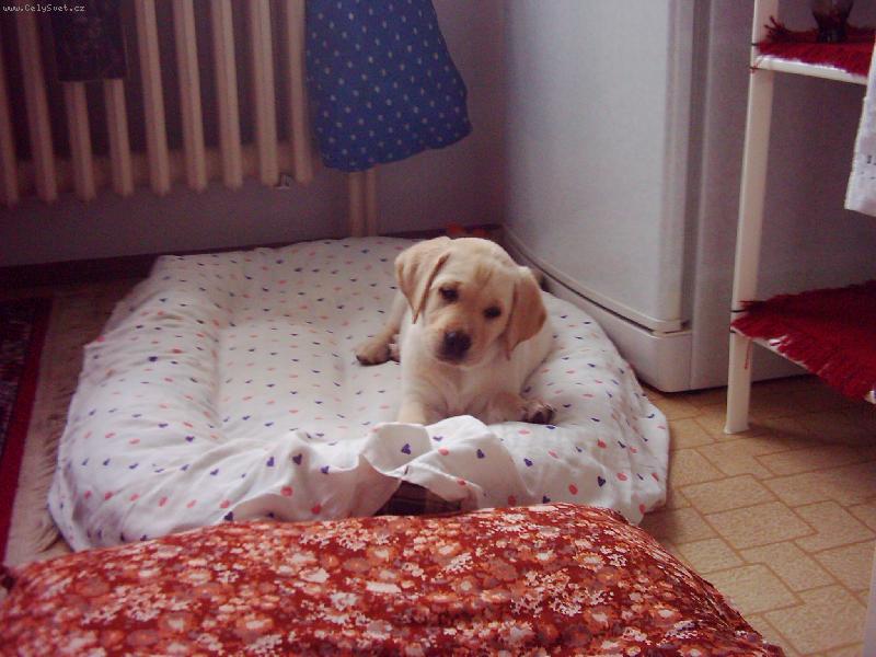 Foto: nevyd�vej ty zvuky....boj�m se!!! Riki