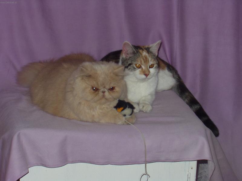 Foto: k�mo�ky-focen� s kr�movou kamar�dkou