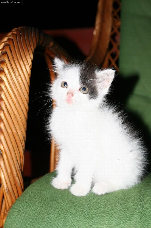 Foto: Miminko-Pampal�nek