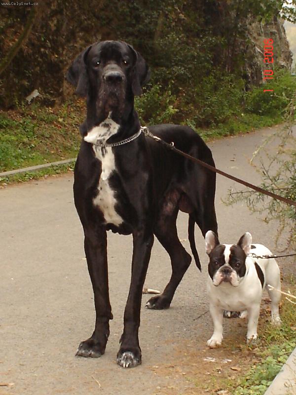 Foto: Cyrillius Regia Uttis + buldo�ek Omar-Br�chov�