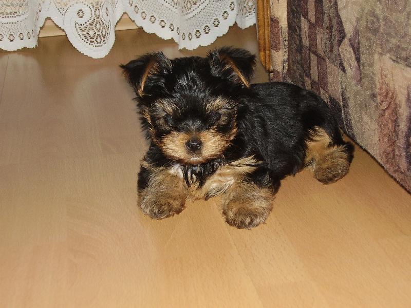 Foto: M� �ivotn� l�ska - Dasty ,-)-Nejkr�sn�js� stvo�en� v m�m �ivot�...