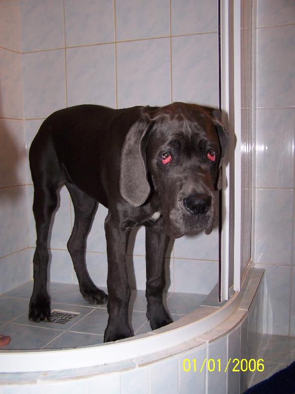 Foto: J� chci taky-Na�e Ag�thka miluje vodu...takhle na n�s kouk�, kdy� ji zak�em sprchu.