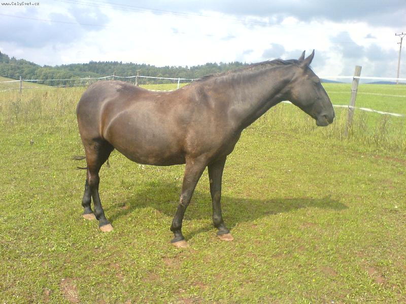 Foto: Kon� na pastv�