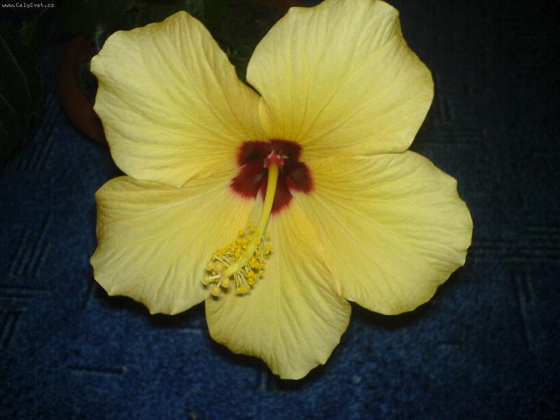 Foto: kv�t ibi�ku