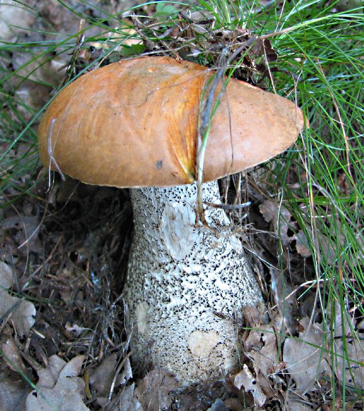 Foto: K�emen��