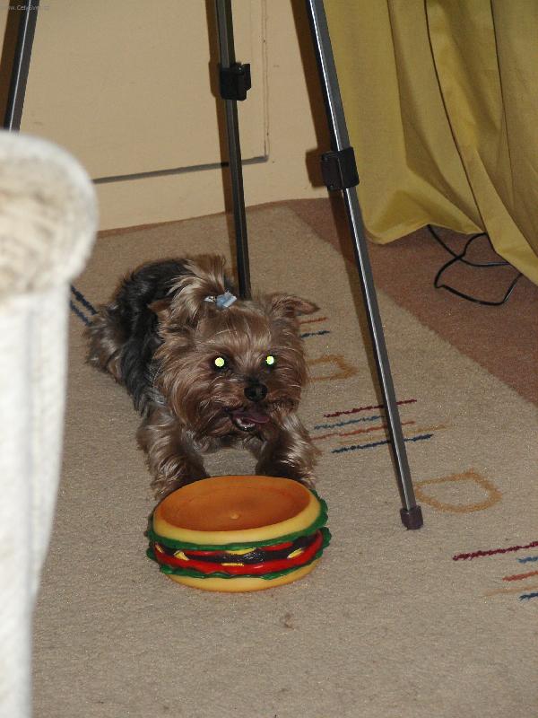 Foto: Johny se sv�m v�no�n�m d�re�kem-Ufuf,to je ale d�ina rozkousat ten hamb��...mohli mi d�t �erstv�