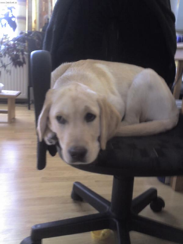 Foto: A nepustim vas...-Denny