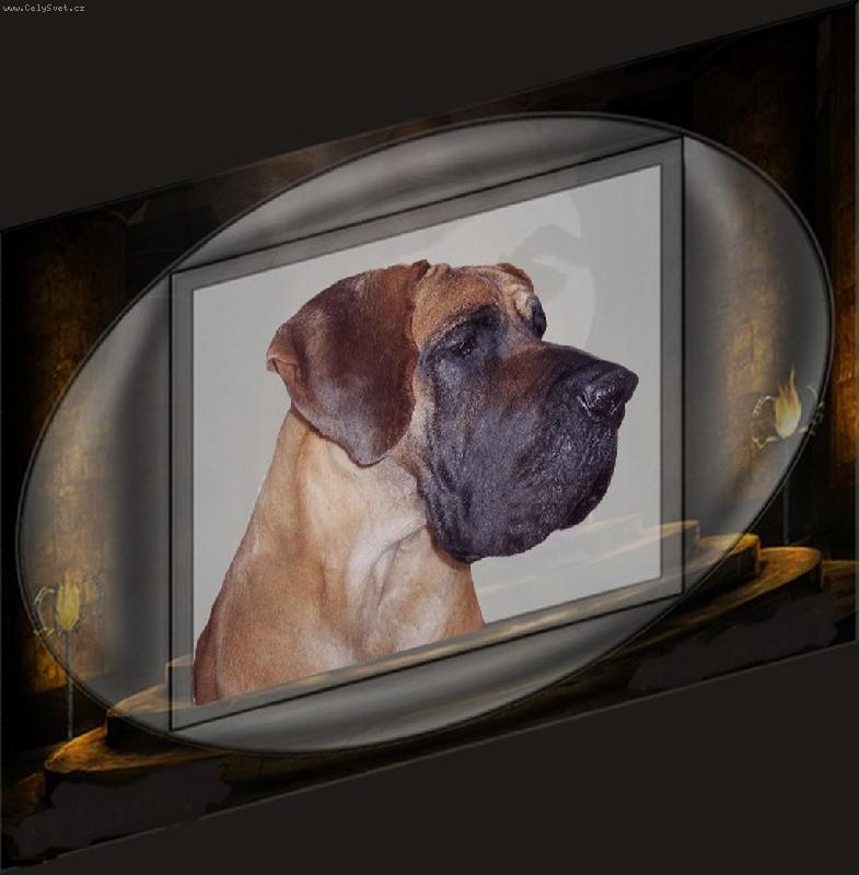 Foto: Akki Sylvadog Bohemia