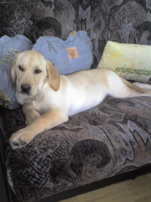 Foto: Uz se na me koukaji ale zatim me na gauc nachavaji....-Denny