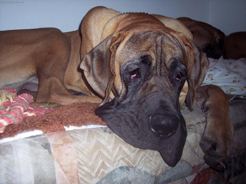 Foto: Axis Bisdog Bohemia-ODPO��V�M