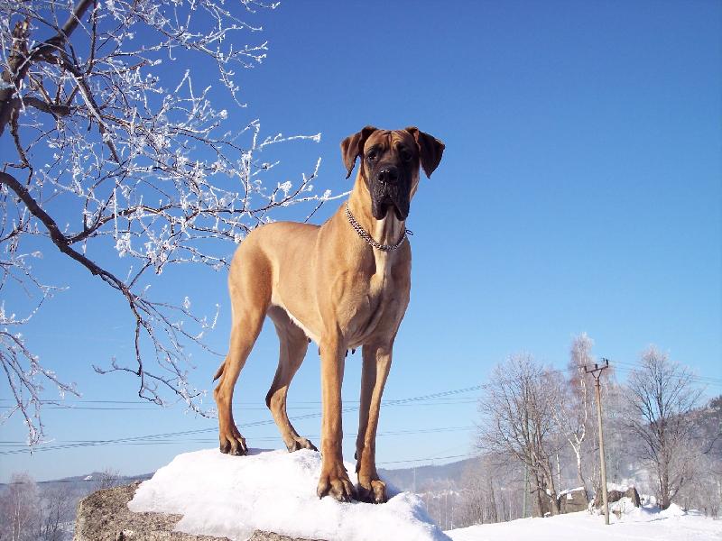 Foto: Akki Sylvadog Bohemia