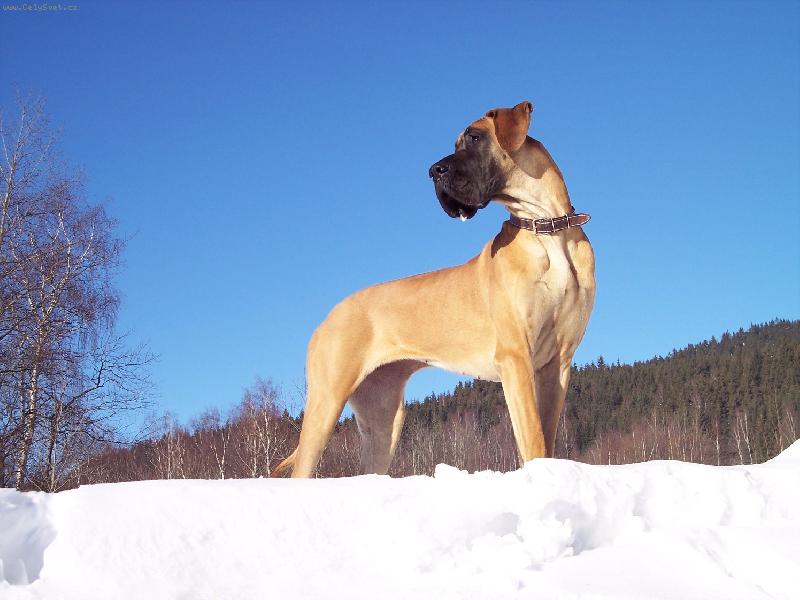 Foto: Airis Bisdog Bohemia