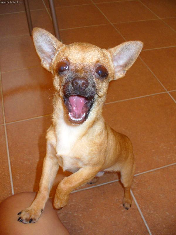 Foto: �ivav�k Fenri-Tak takto se spr�vn� ukazuj� zuby na v�stav� ?