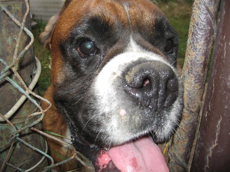 Foto: To kouk�m-Boxer