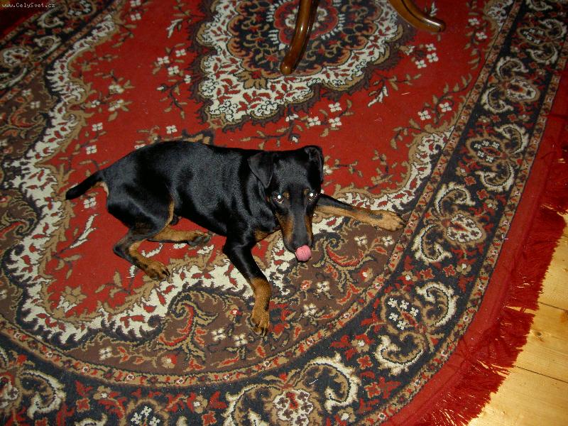 Foto: Argo-N�co na zub, by u� nebylo???