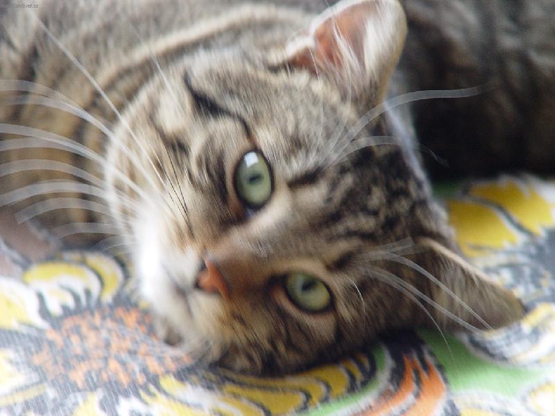 Foto: Mazl��ek Fanou�ek-jedna z posledn�ch fotek ne� se n�m Fanulka ztratil?