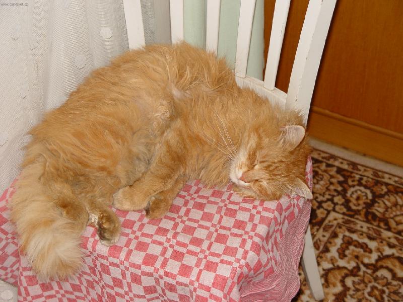 Foto: Zrze�ek-poledn� siesta