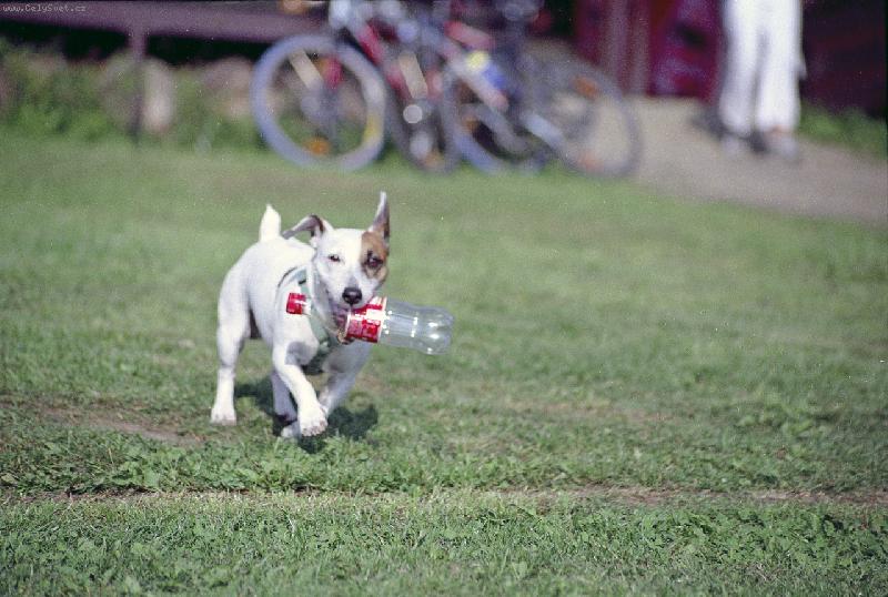 Foto: Dusty-Tak kdo je tady kr�lem ?