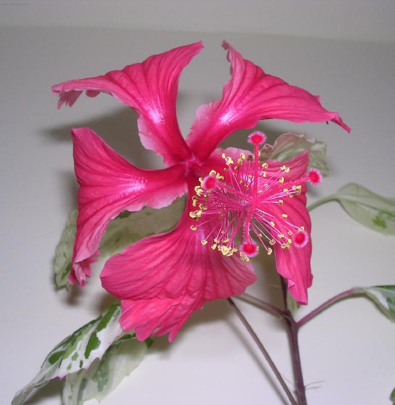 Foto: Kv�t l�sky