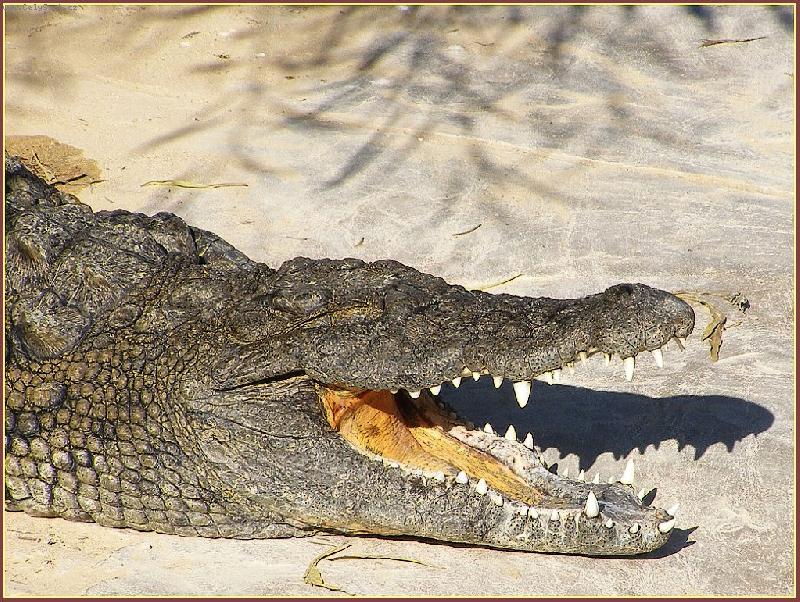 Foto: Krokod�l nilsk�-Krokod�l� farma v parku Djerba Explore