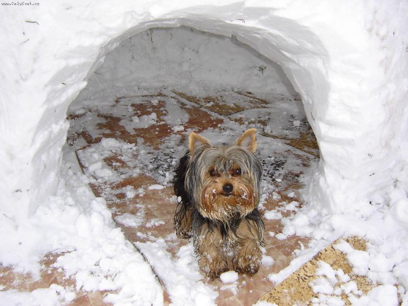 Foto: Toto je pros�m m� zlobiv� mali�kost-Tak to se musela pani�ka hooooodn� sna�it, aby m� zachytila jinak ne� v pohybu :)) Jen kdybych v�d�l, �e jdu do sout�e, tak se trohu ul�znu....