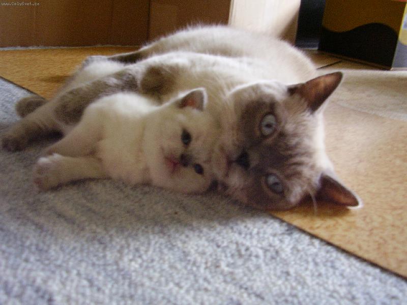 Foto: britsk� colorpoint-velk� l�ska