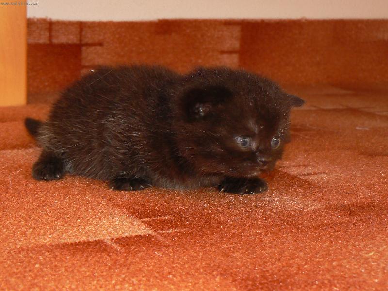 Foto: Britsk� �okol�dov�-soust�ed�m se