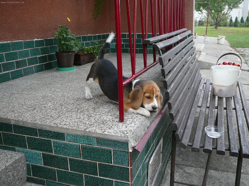 Foto: Benny u� zase uva�uje,kde n�co vyvede.