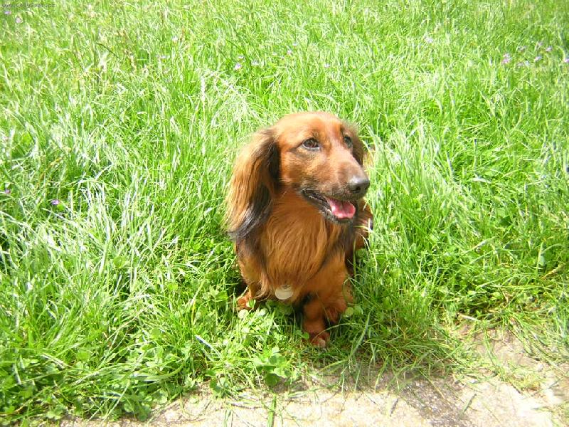 Foto: V tr�v�-pes pob�h� na zahrad�