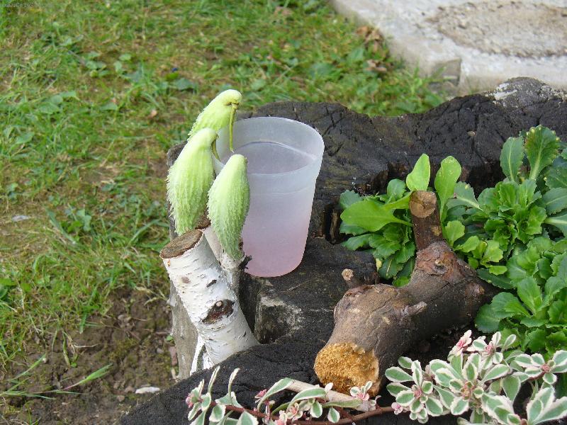 Foto: Pt��ci-tak pijem