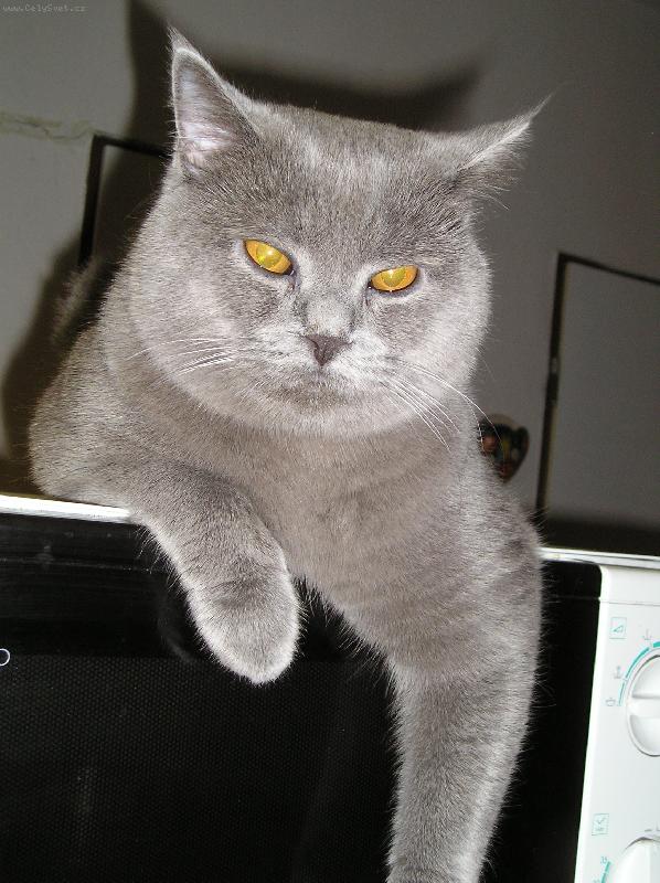 Foto: Fanou�ek-kocour na troub�