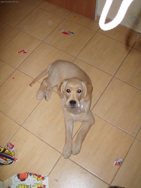 Foto: zese Roxi-roxi s papirkem