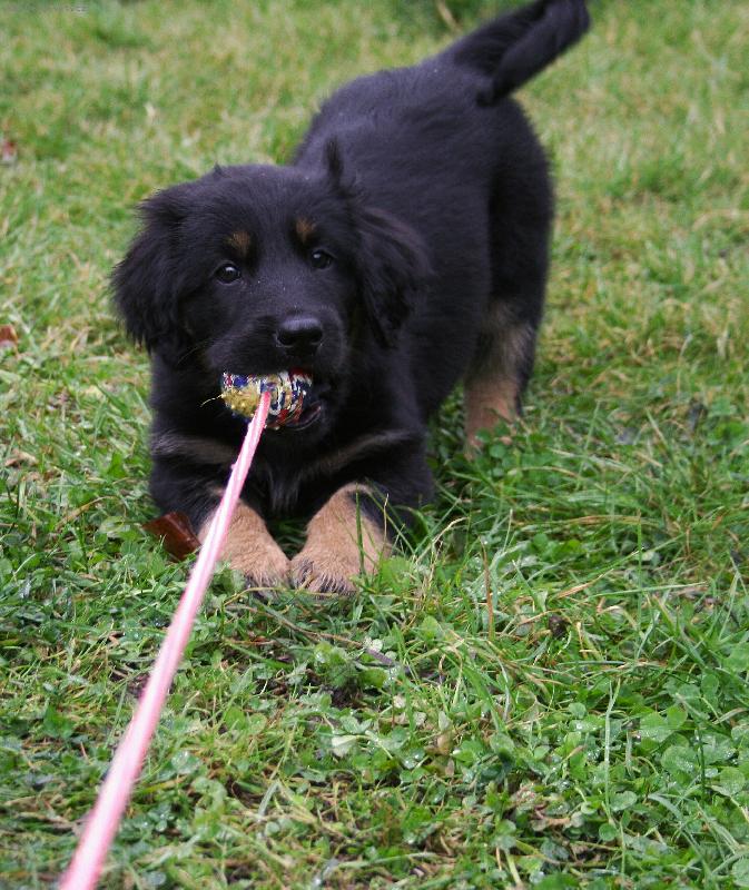 Foto: TEN JE m�j-U n�s na zhrad� prvn� hra s m��kem. �t���tko se jmenuje Ar�sek a m�la tady 2 m�s�ce te� u� b�� do 3 m�s�ce :-))