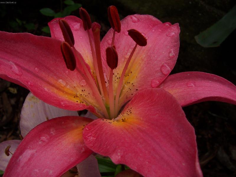 Foto: Po de�ti-Lilie