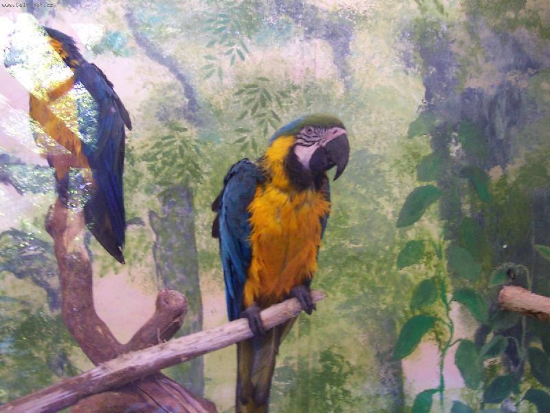 Foto: Trocha exotiky