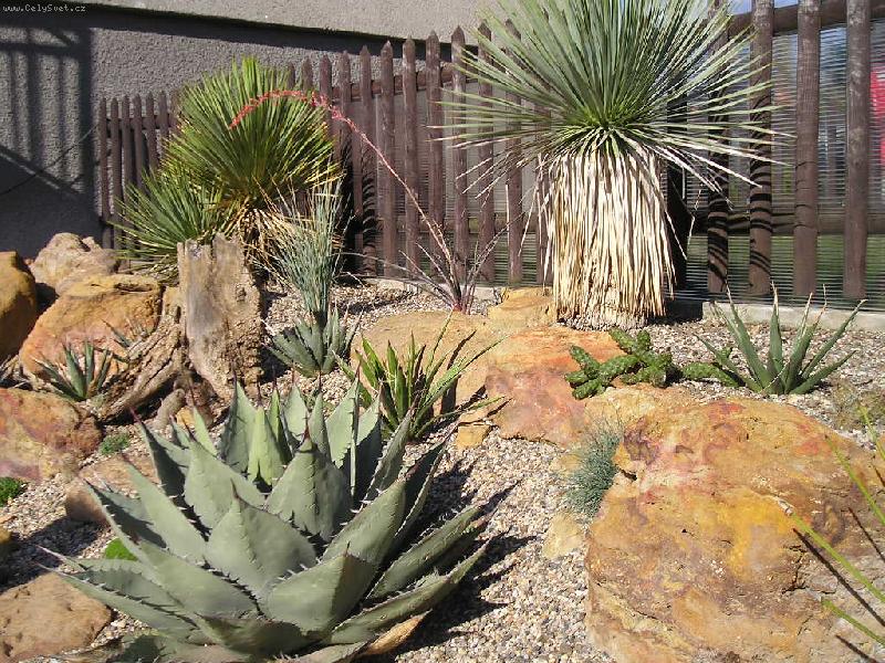 Foto: M� kousek Arizony 2-Agave havardiana vydr�� -23 C