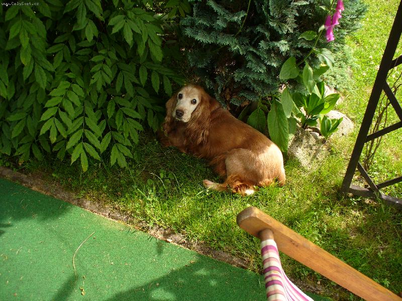 Foto: Jessi na zahrad�-aspo� trochu st�nu...