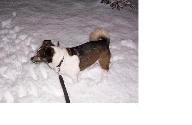 Foto: D�re�ek ve sn�hu-sn�h j� miluji...