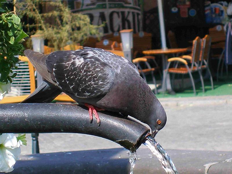 Foto: HOLUB A VODA-VODA JE VODA