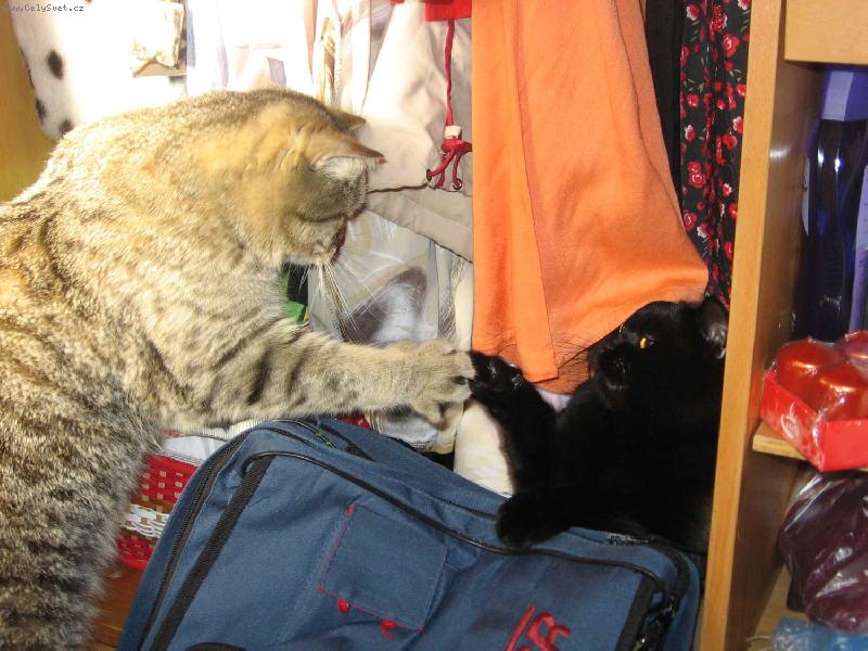 Foto: P�edv�no�n� �klid-pl�cneme si na to