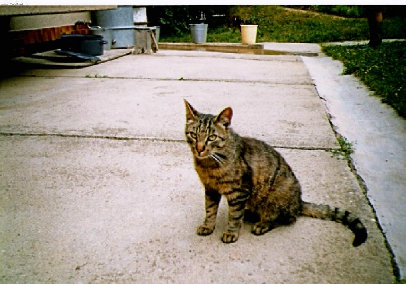 Foto: �i��k-n� kocourek