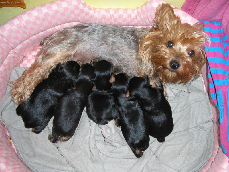 Foto: Peggynka-Na�e Peggynka s miminkama