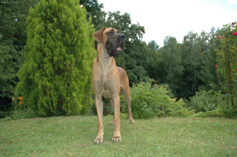 Foto: Aprillia Bisdog Bohemia