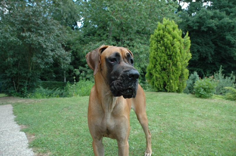 Foto: Aprillia Bisdog Bohemia